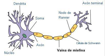 Mielinización cerebral