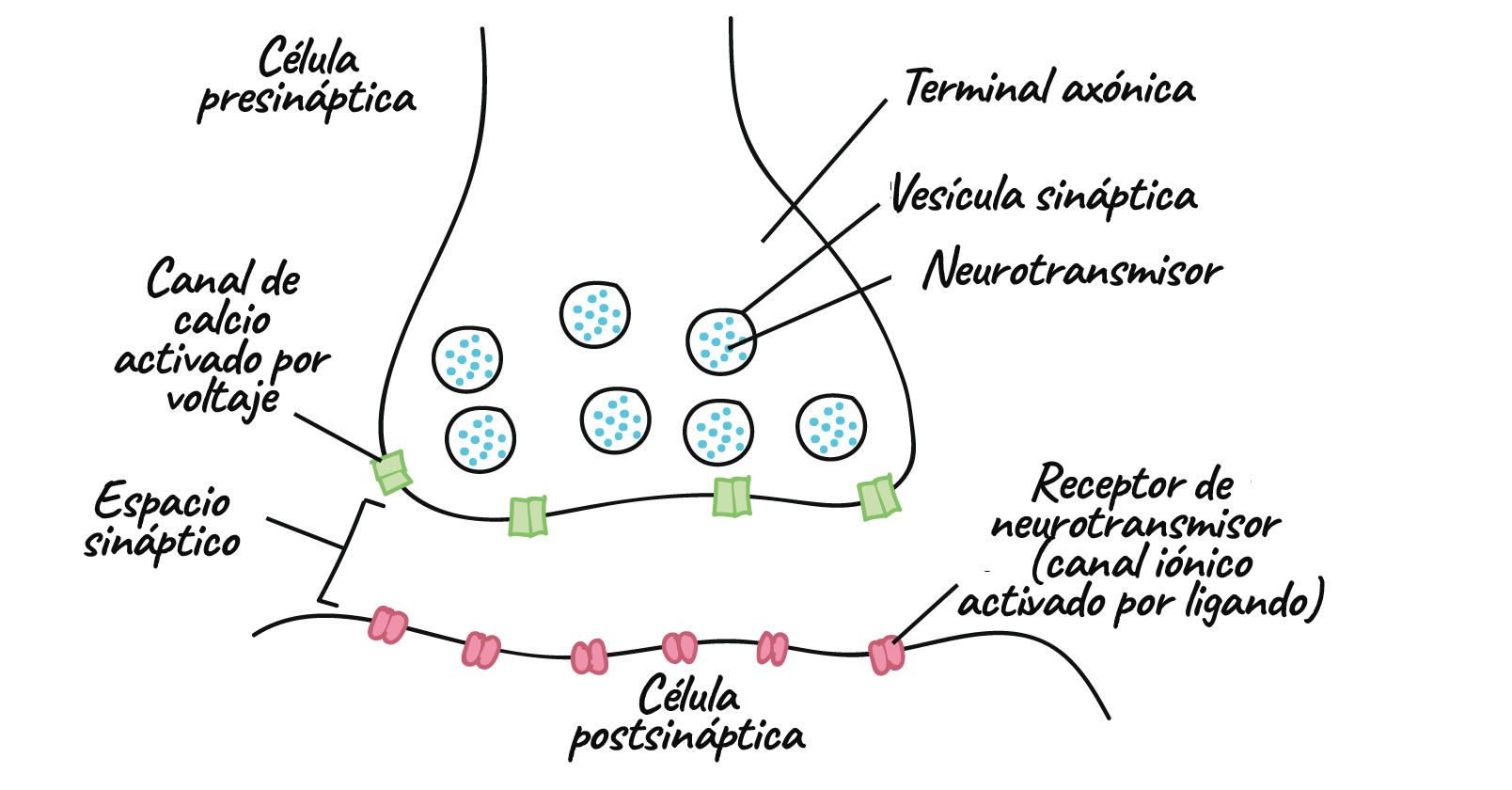 Un diagrama de sinapsis