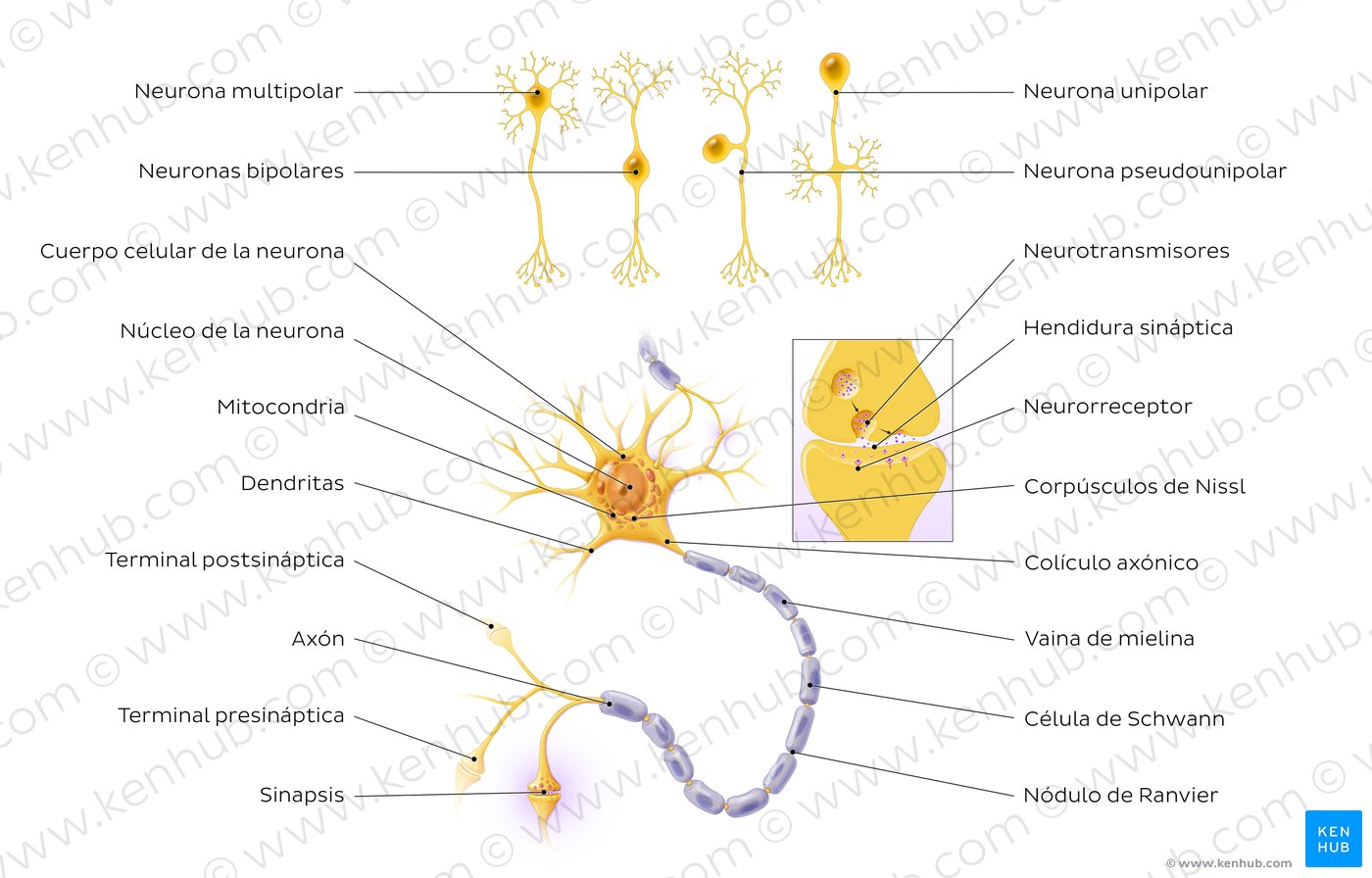 Morfología de la neurona unipolar
