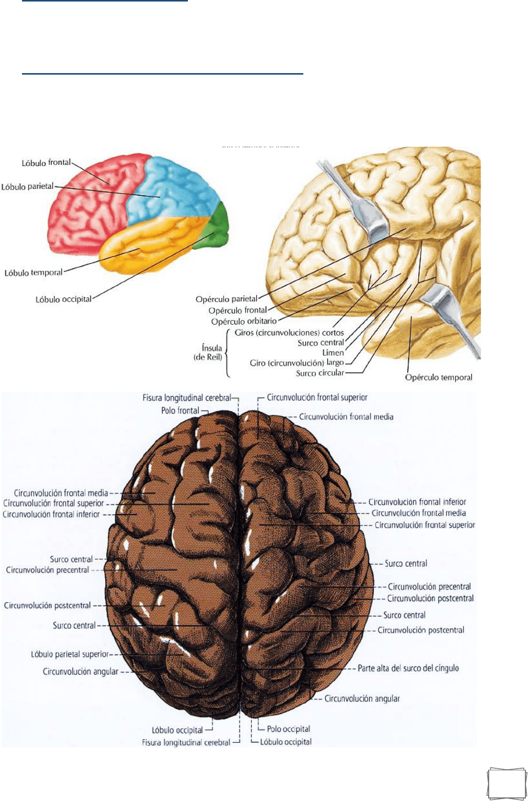 Anatomía cerebral supratentorial