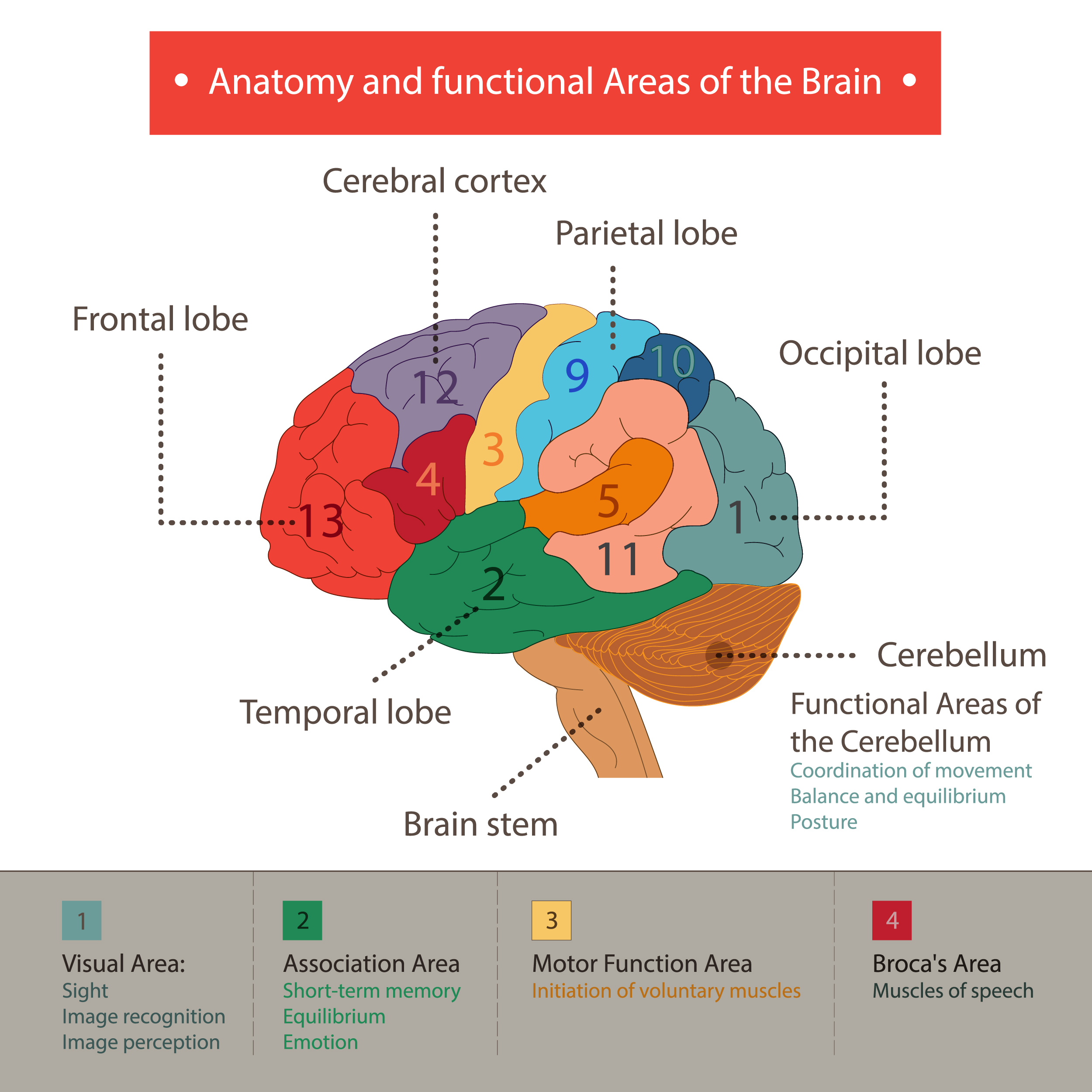 Funciones cerebrales y emociones