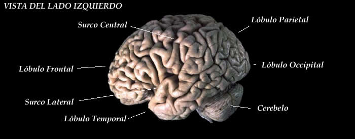 Una imagen detallada del cerebro