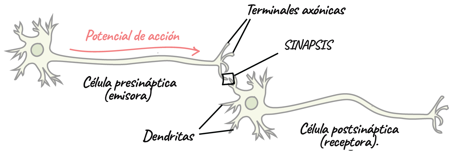 Neuronas en proceso de transmisión