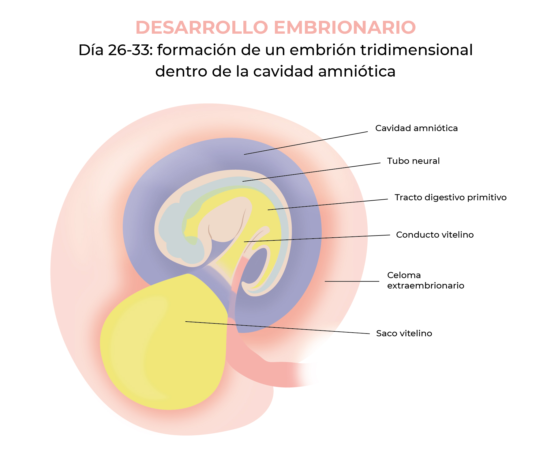 Tiempo estimado: 4 semanas