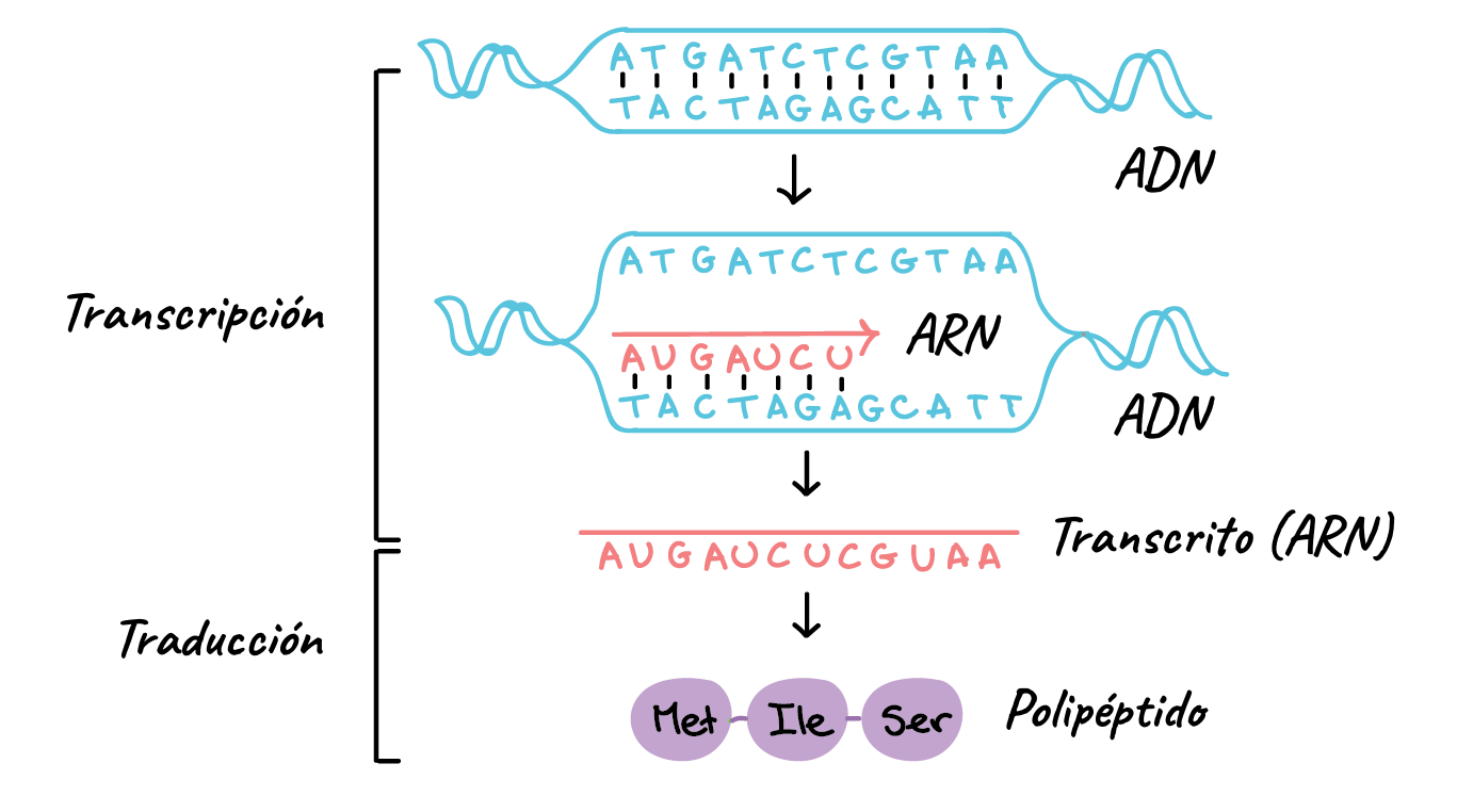 Sinopsis del proceso de transmisión