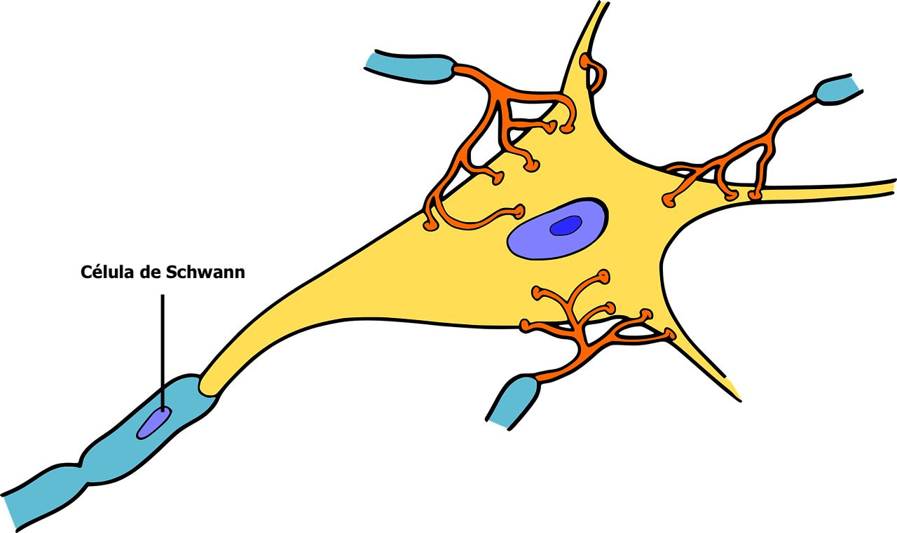 Oligodendrocitos y células de Schwann