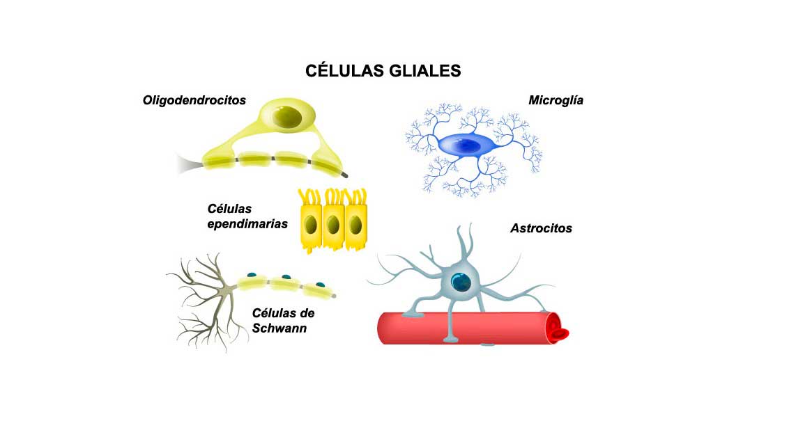 Células de glía en acción