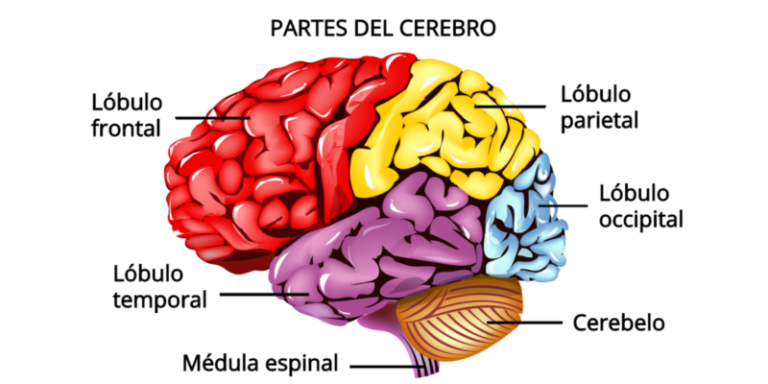 Cerebro Humano ¿cuántas Neuronas Tiene Y Qué Hacen 7346