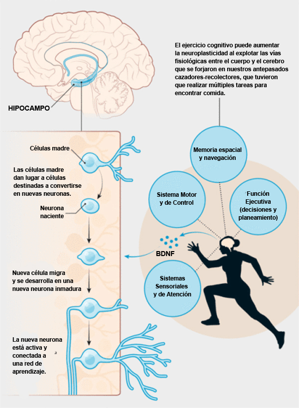 Neuronas saludables en acción