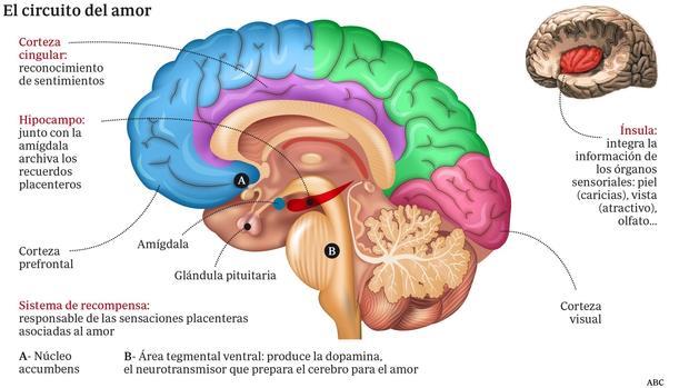 Cerebro enamorado