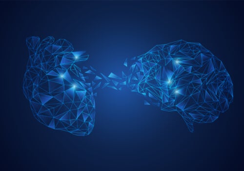 Interconexión entre corazón y cerebro