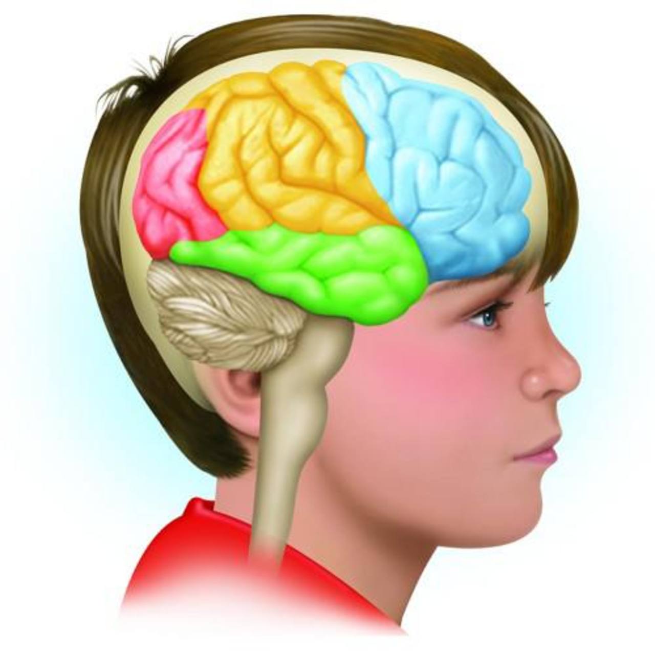 Expertos y desarrollo cerebral