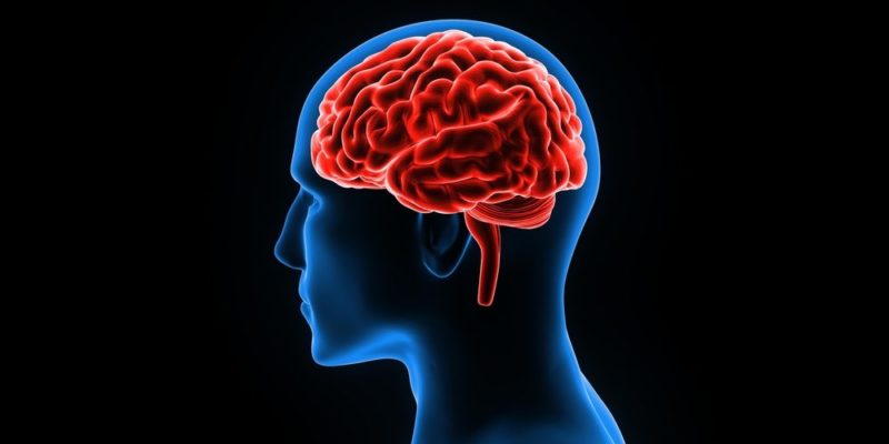 Cerebro y órganos