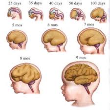 Cerebro en proceso de crecimiento