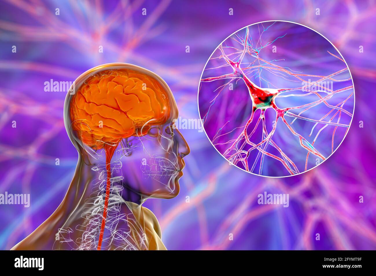 Cerebro humano y neuronas