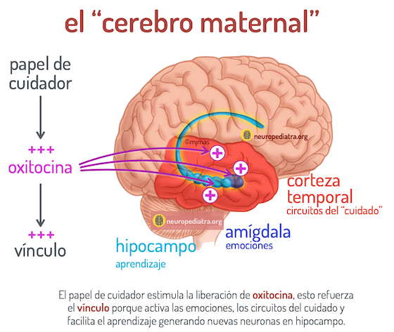 Cerebro y cuidado de neuronas