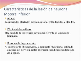 Neuronas motoras y aplicaciones clínicas