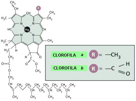 Molécula de clorofila verde