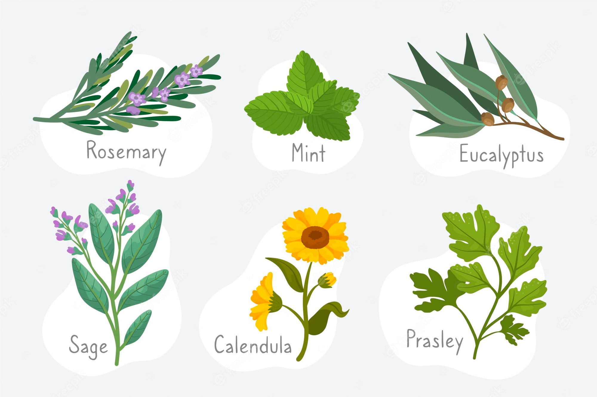 Plantas medicinales