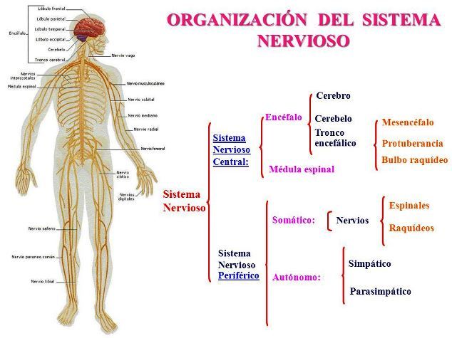 Diagrama del sistema nervioso