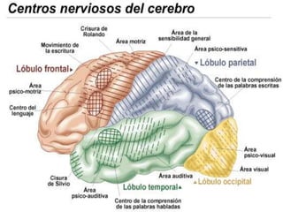 Cerebro y gráfica de seguimiento