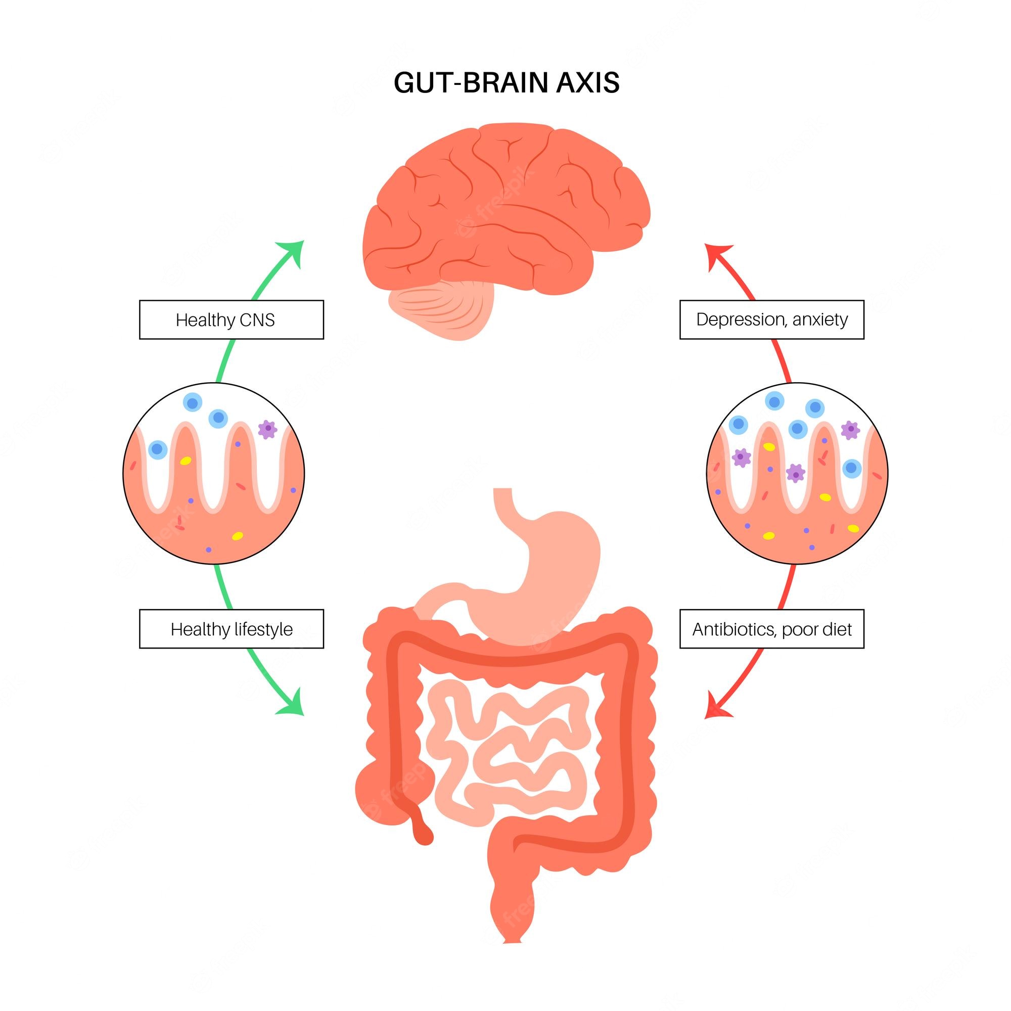 Microbiota y sistema nervioso estomacal