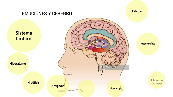 Estructuras cerebrales y emociones