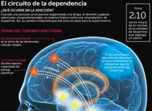 Cerebro y adicciones