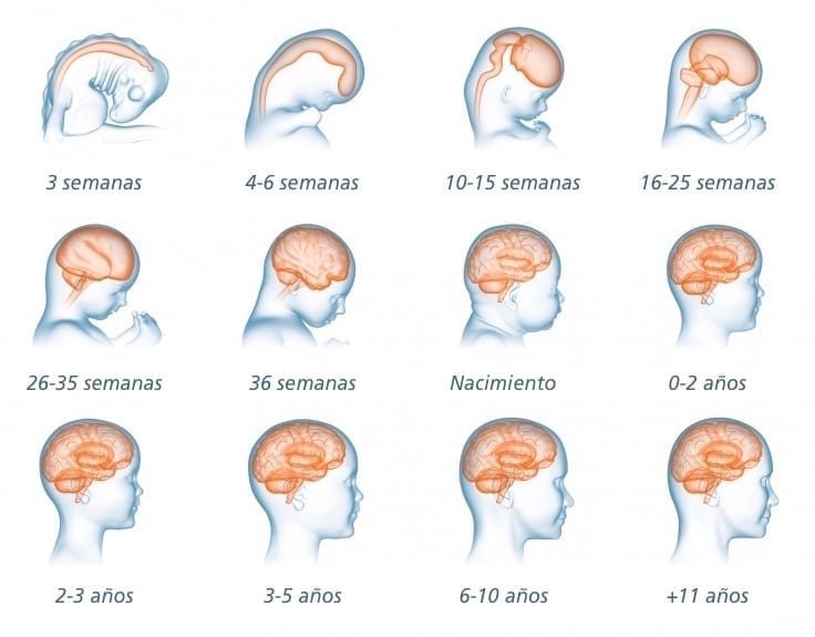 Desarrollo cerebral en bebés