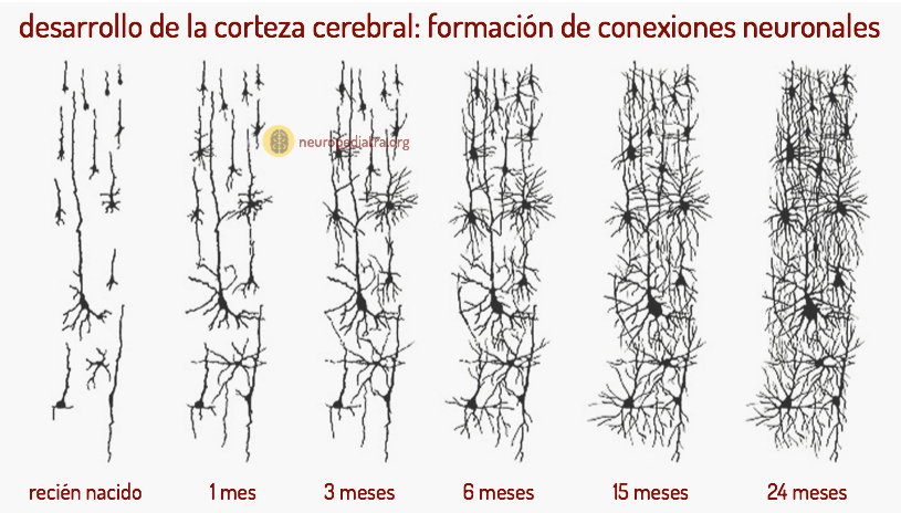 Neuronas en proceso de crecimiento