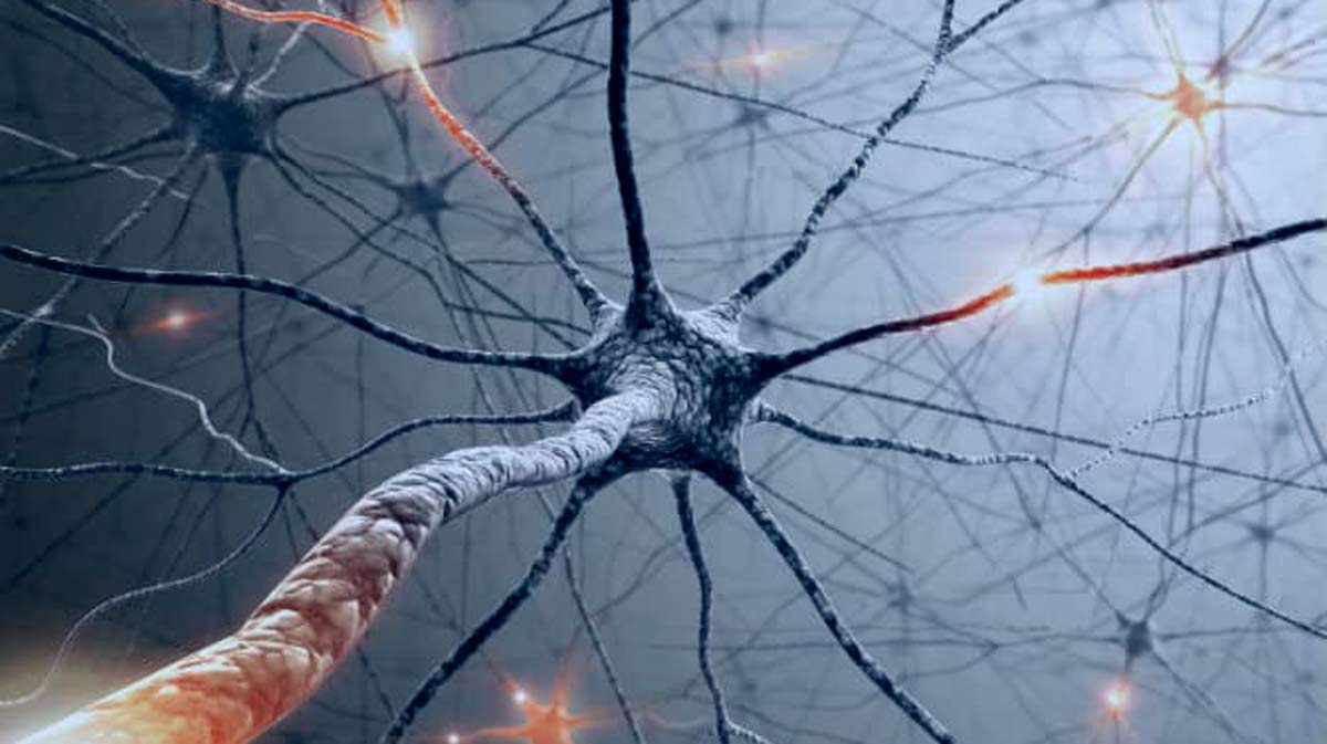 Neuronas en el cerebro adulto