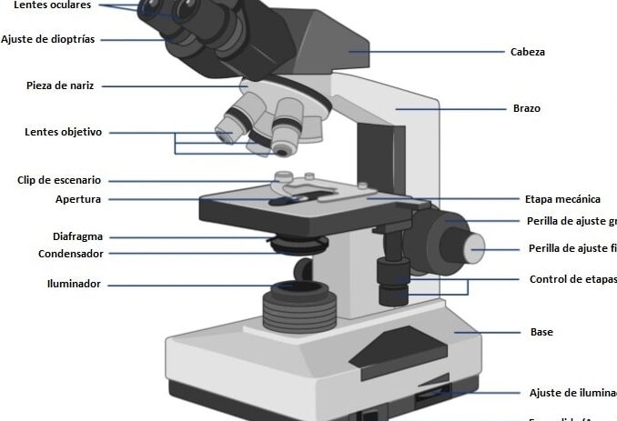 Microscopio diagrama sistema visual