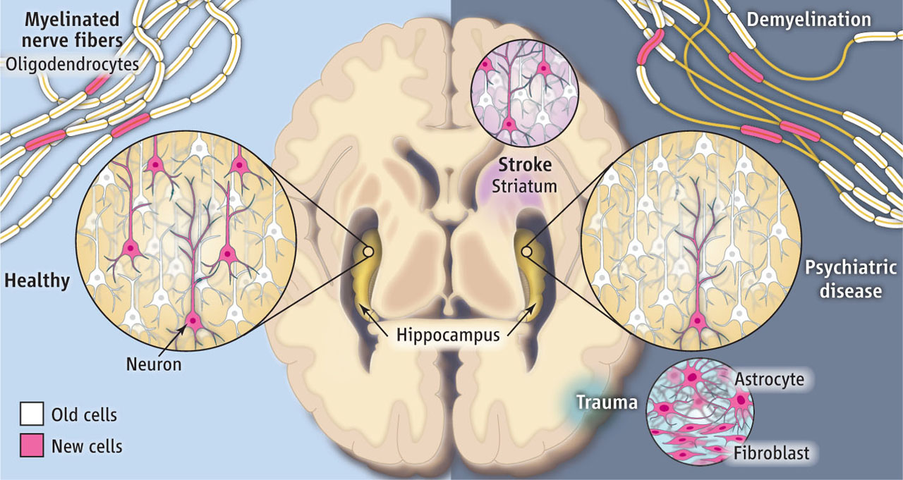 Neurogénesis en el cerebro