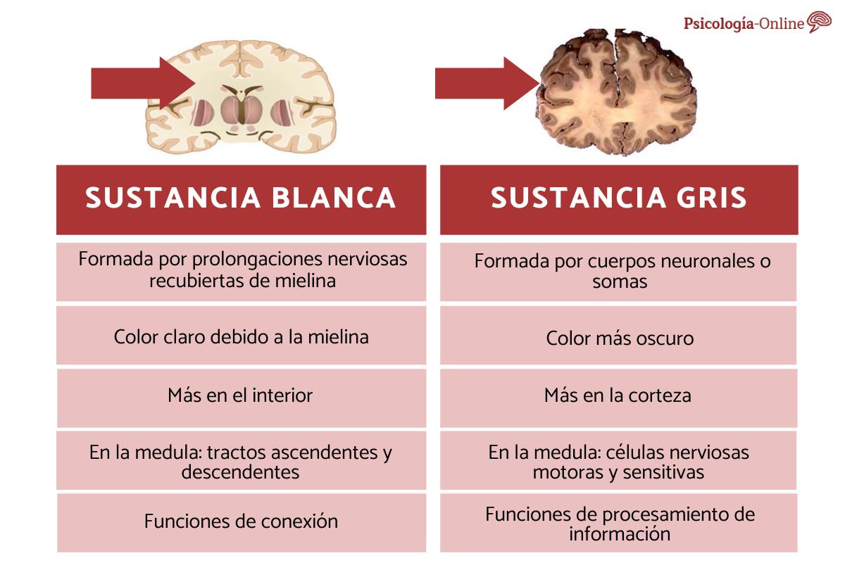 Diferencias en neuronas cerebrales