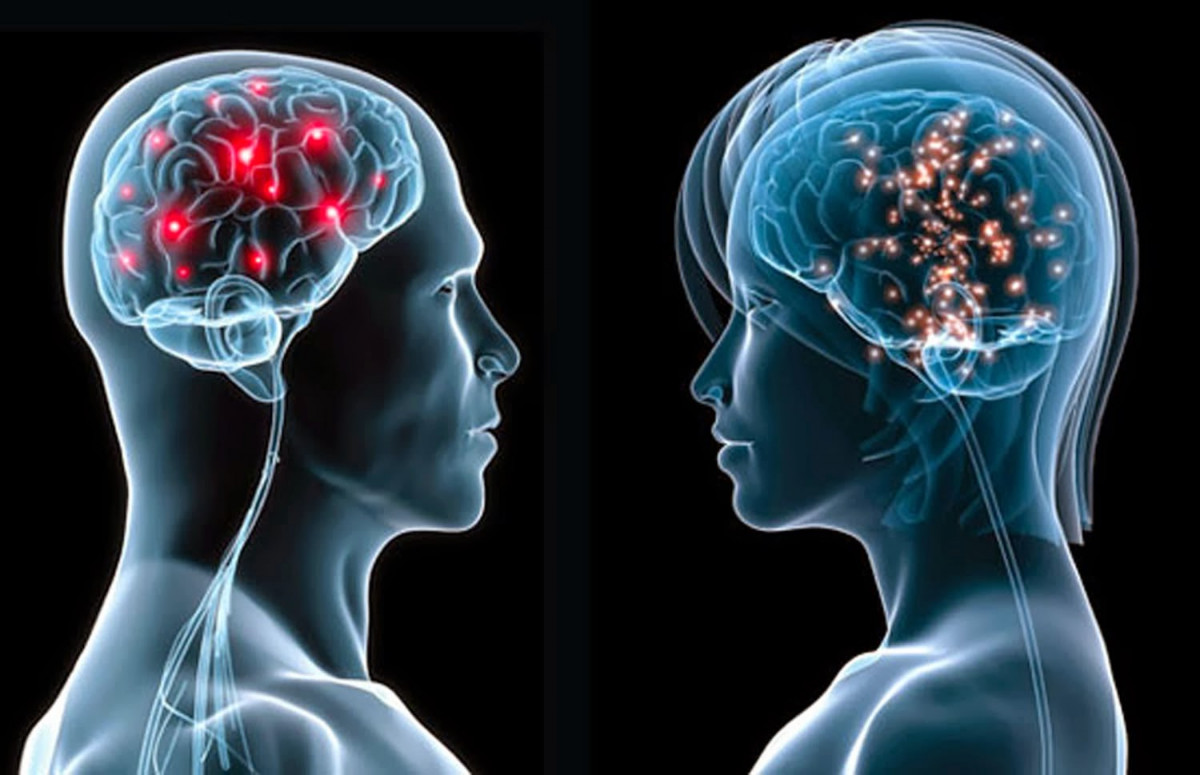 Cerebro y comparación de neuronas