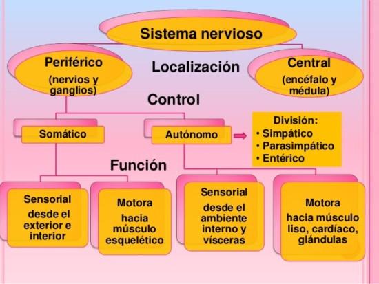 Comparación de neuronas centrales y periféricas