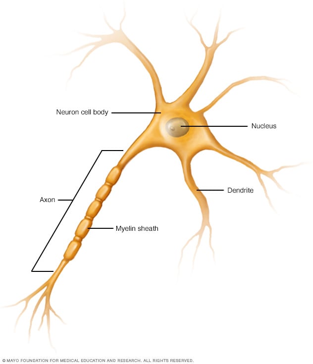 Neurona y sistema nervioso