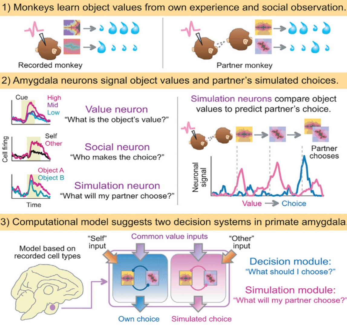 Neuronas y comportamiento humano