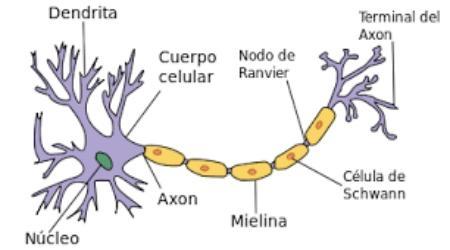 nervios y nodos de Ranvier