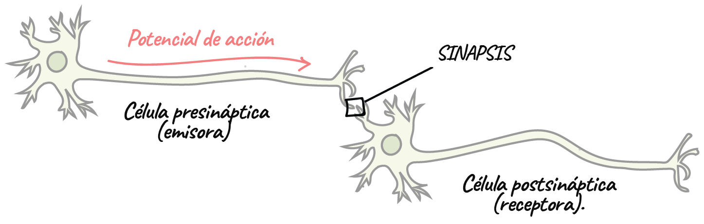 Sinapsis neuronal