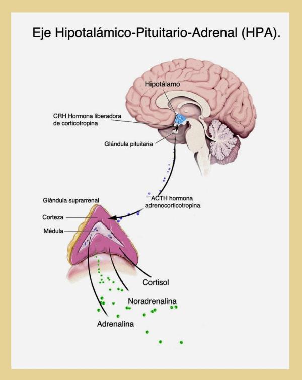 Neuronas afectadas por estrés