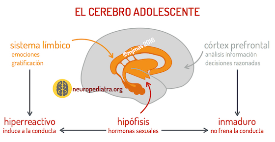 Neuronas en crecimiento y cambio