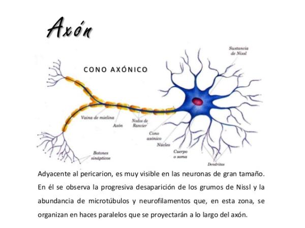 Axón y función neuronal