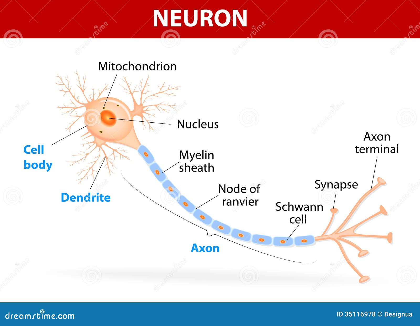 Una neurona detallada y realista