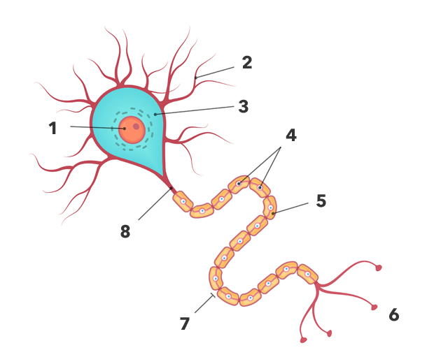 Neuronas en proceso de dibujo