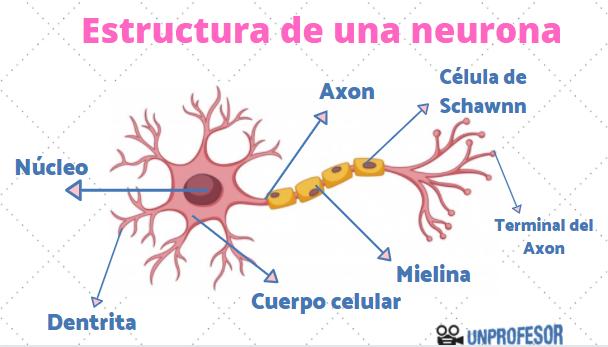 Estructura de las neuronas