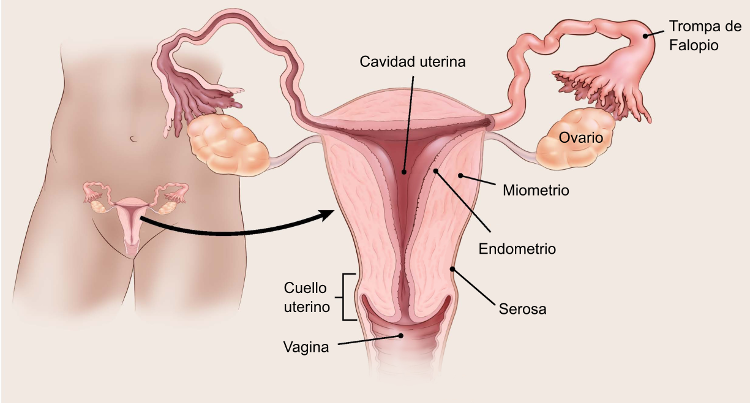 Alternativas a la biopsia endometrial