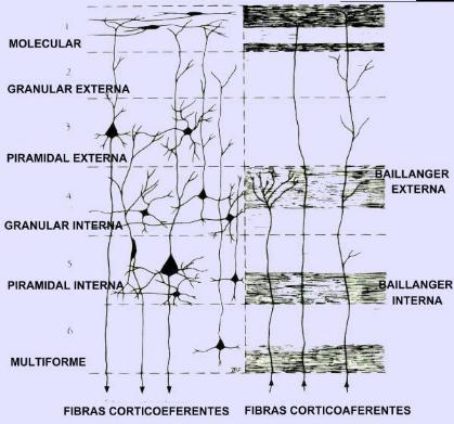 Neuronas en la corteza cerebral