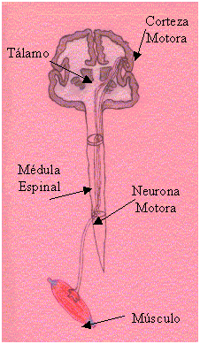 Neuronas motoras regeneradas en acción