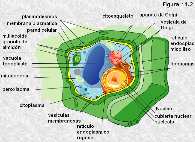 Estructura de una célula